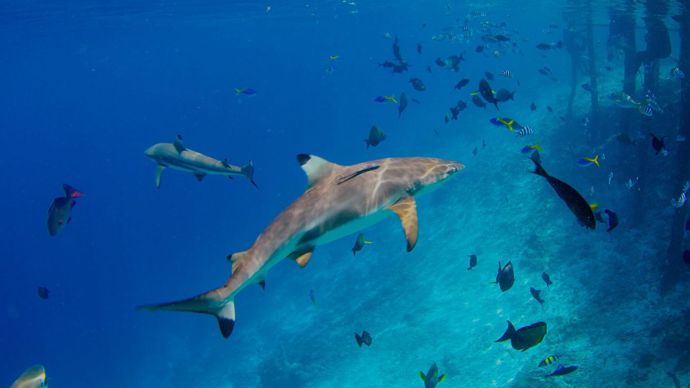 PADI aware shark conservation speciality course