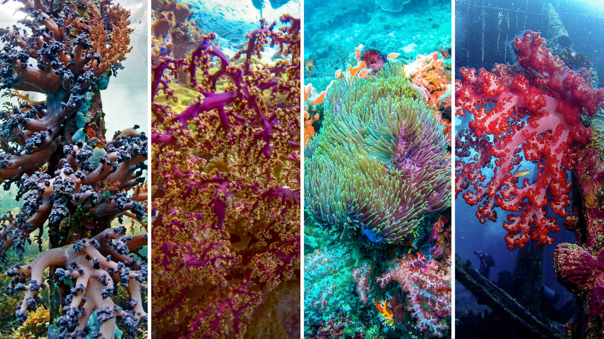 colourful coral gardens Raja Ampat